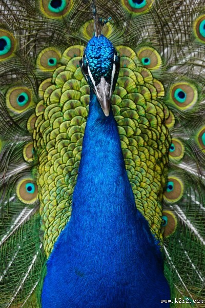 开屏的孔雀图片大全