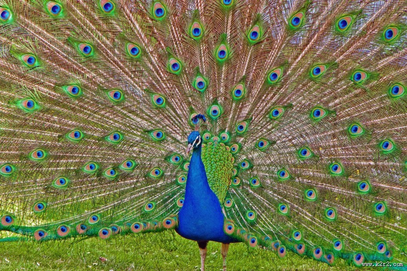 开屏的孔雀图片大全