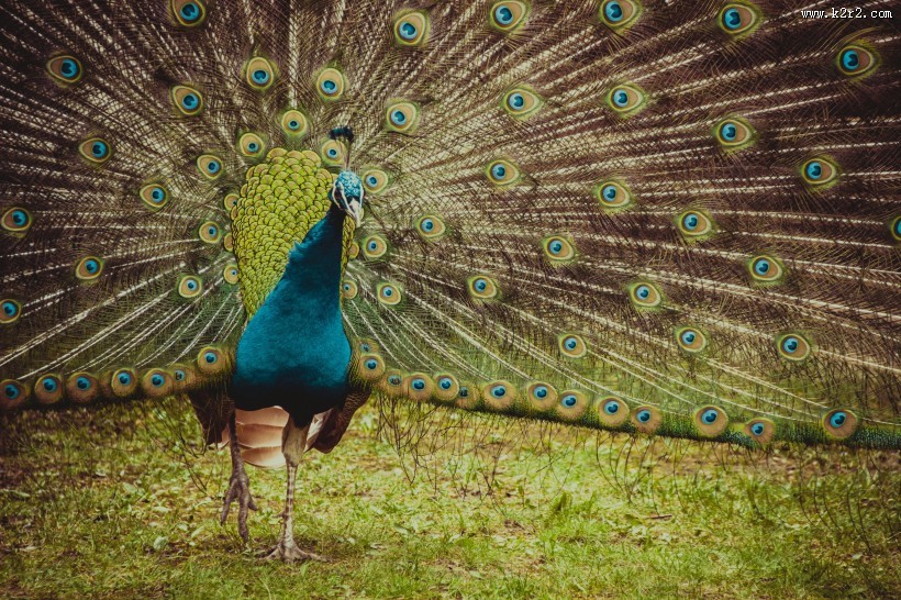 开屏的孔雀图片大全