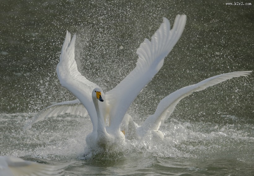 白色的天鹅图片