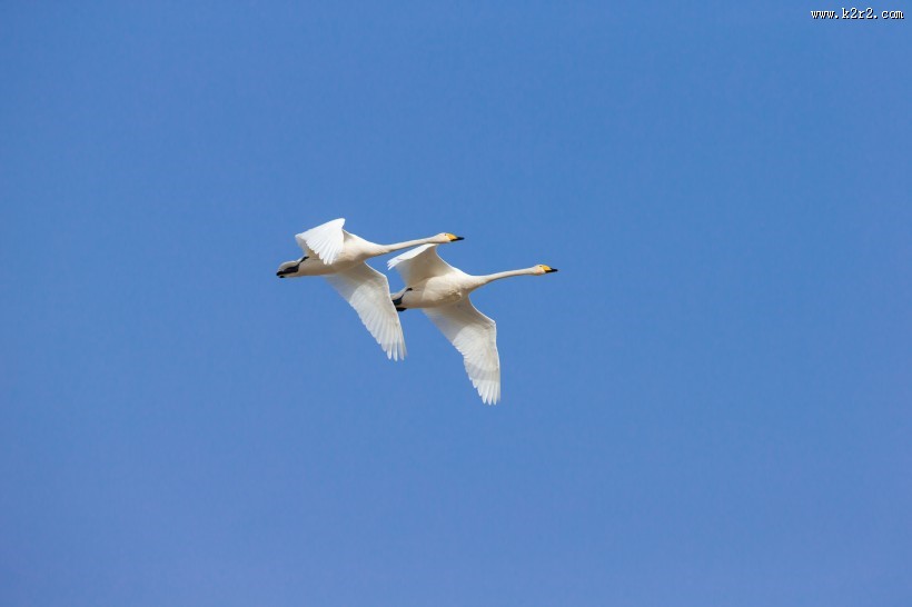 白色的天鹅图片