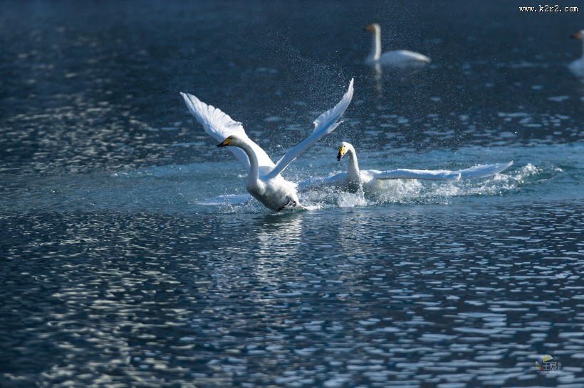 白色的天鹅图片