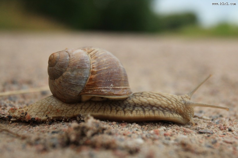 缓慢爬行的蜗牛图片大全