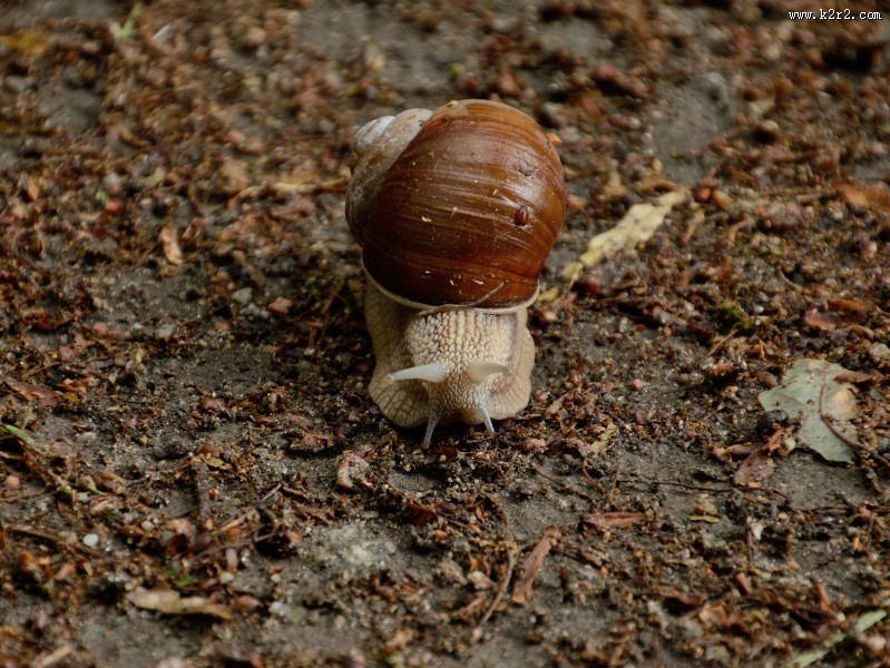 缓慢爬行的蜗牛图片大全