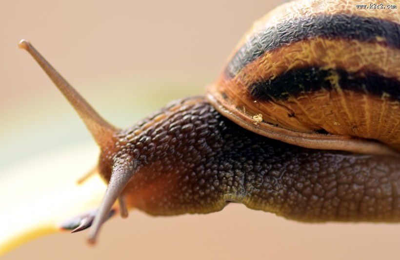 缓慢爬行的蜗牛图片大全