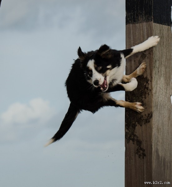 顽皮可爱的牧羊犬图片