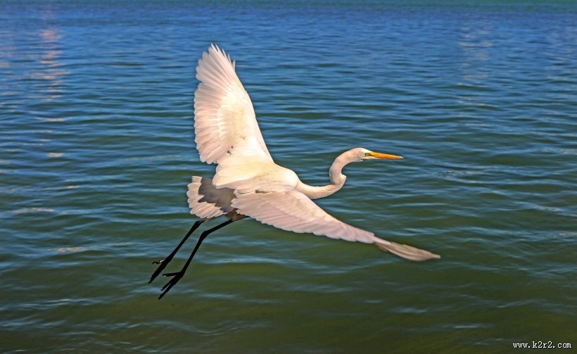 展翅飞翔的白鹭图片大全