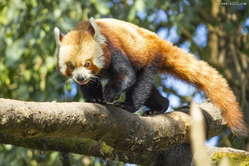 活泼可爱的小熊猫图片大全