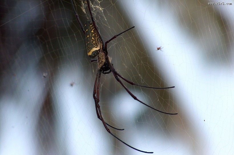 一只蜘蛛高清图片