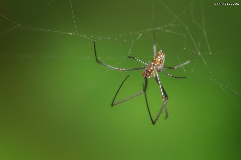 一只蜘蛛高清图片