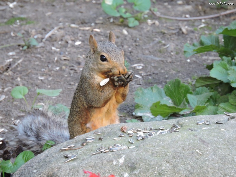 灵巧可爱的小松鼠图片
