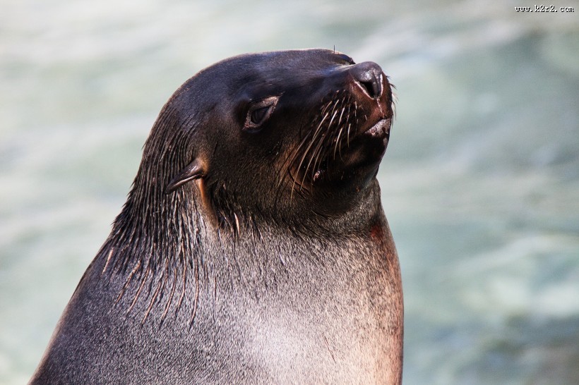 呆萌可爱的海狮图片大全