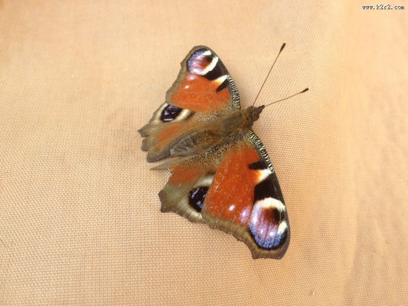漂亮的孔雀蝴蝶图片大全