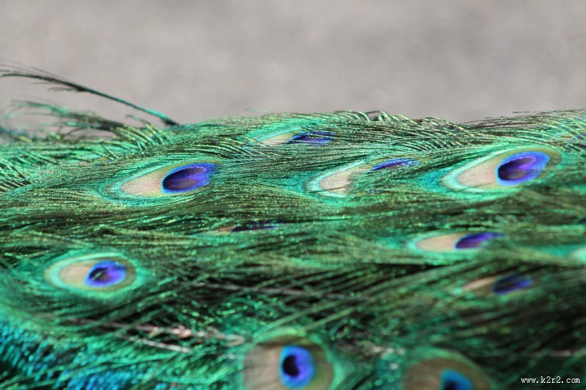 光鲜的孔雀羽毛图片大全