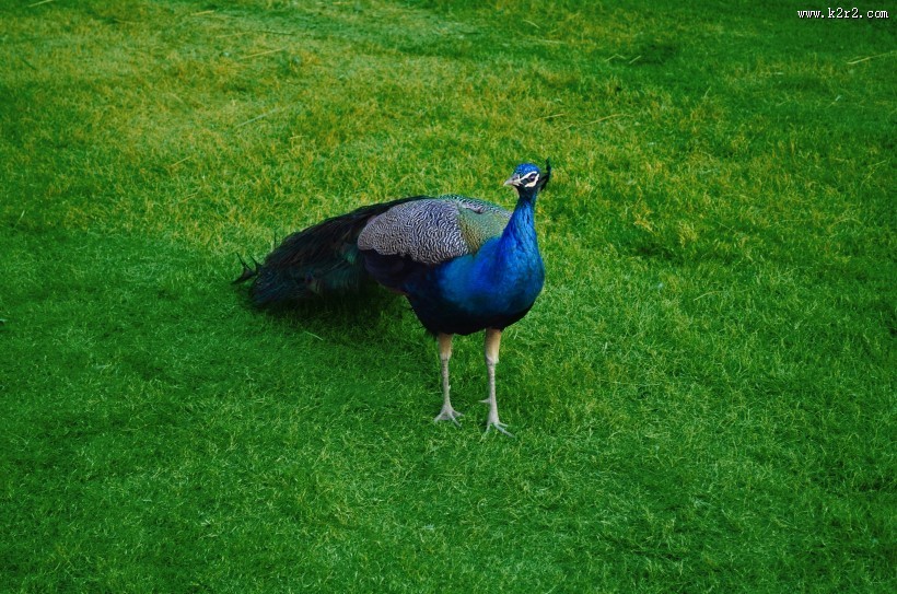 一只美丽的孔雀图片