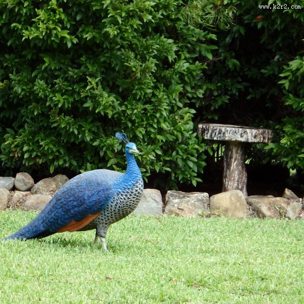 一只美丽的孔雀图片