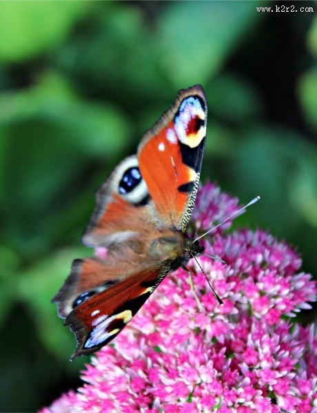 花丛中的孔雀蝴蝶图片大全
