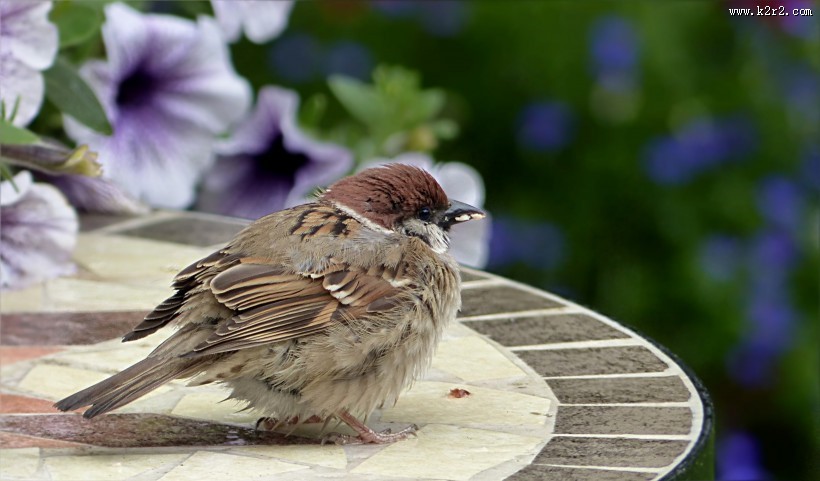 一只可爱的麻雀图片