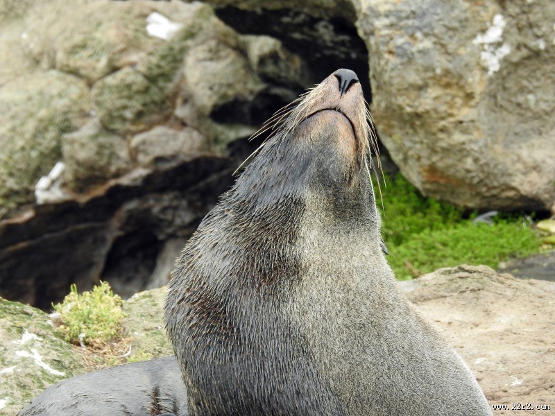 呆萌的海狮图片