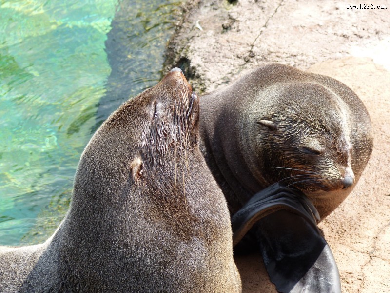 呆萌的海狮图片