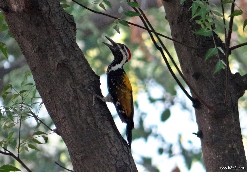 树上的啄木鸟图片