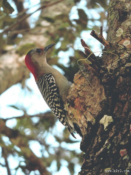 树上的啄木鸟图片