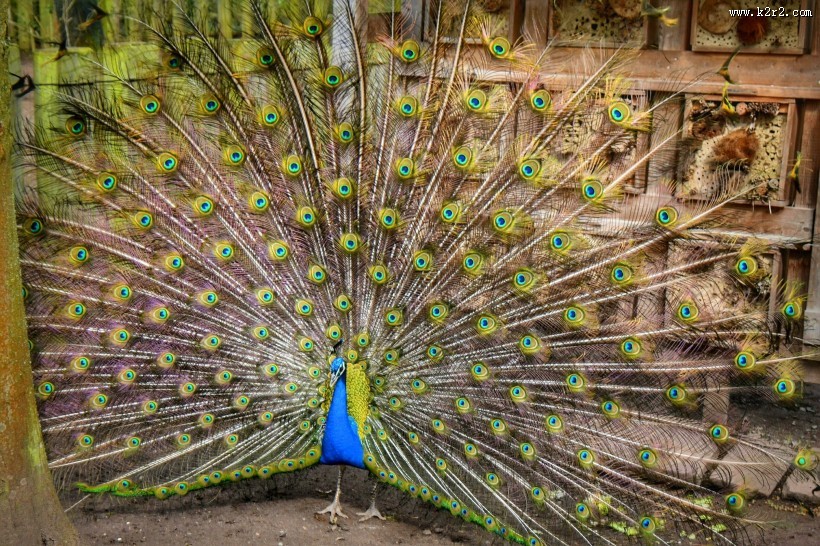 开屏的孔雀图片大全