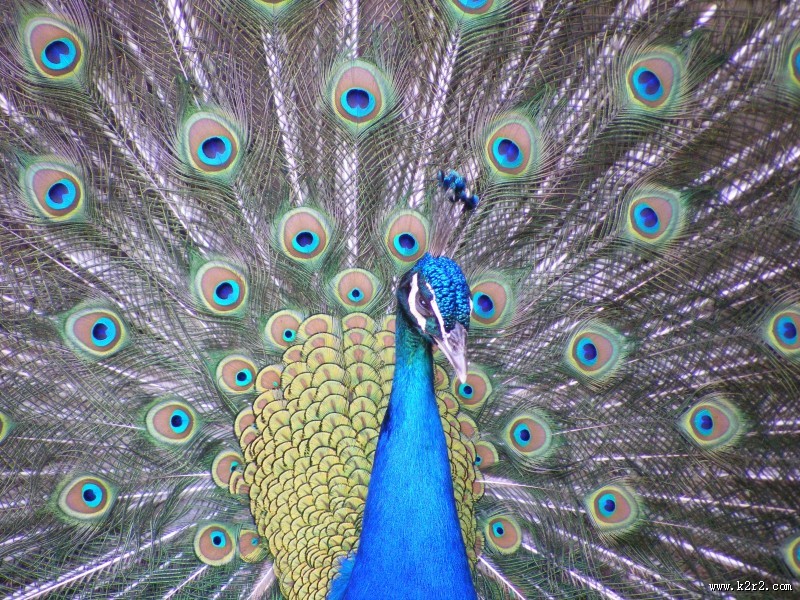 开屏的孔雀图片大全