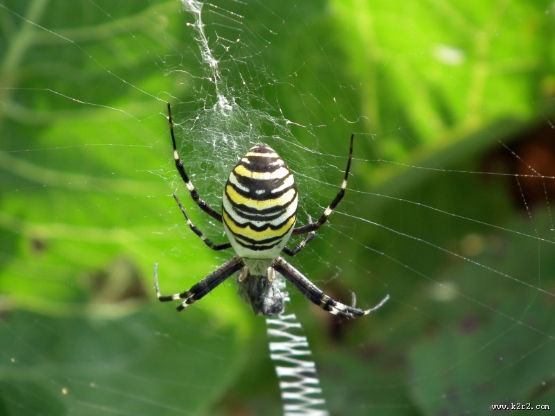 一只蜘蛛高清图片大全