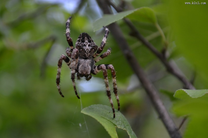 一只蜘蛛高清图片大全