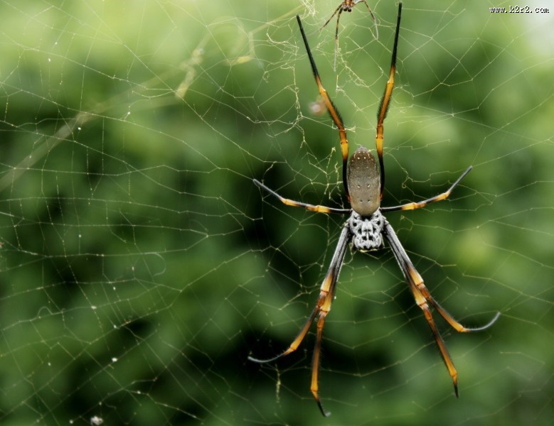 一只蜘蛛高清图片大全