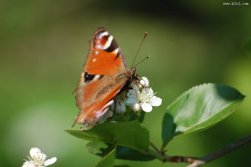 漂亮的孔雀蝴蝶图片