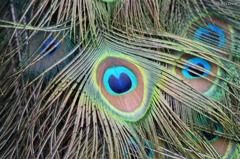 光鲜的孔雀羽毛图片大全