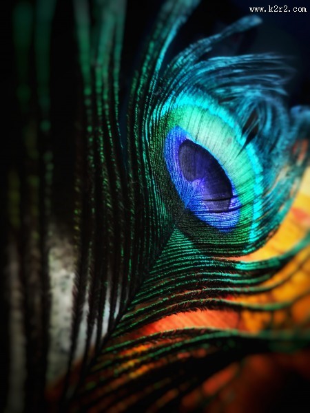 光鲜的孔雀羽毛图片大全