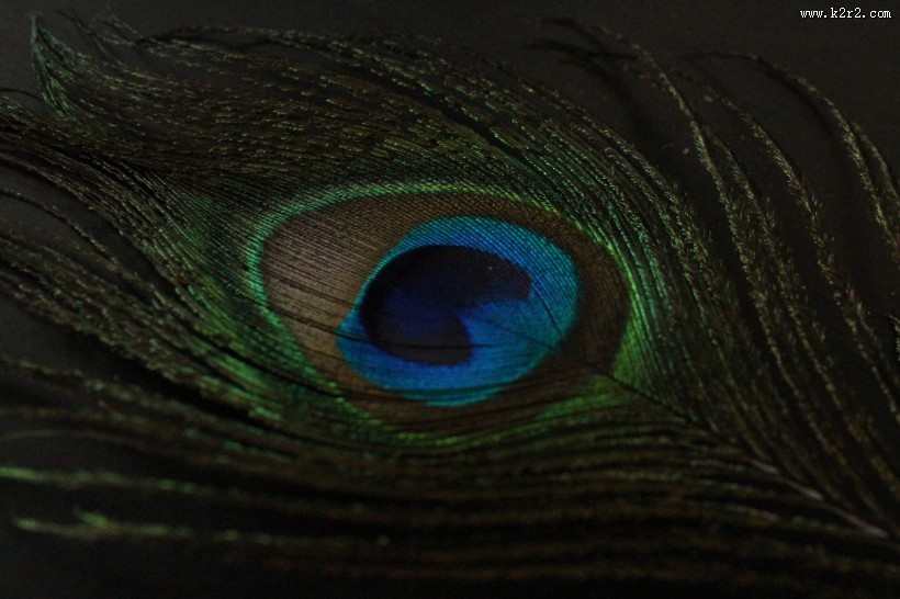 光鲜的孔雀羽毛图片大全