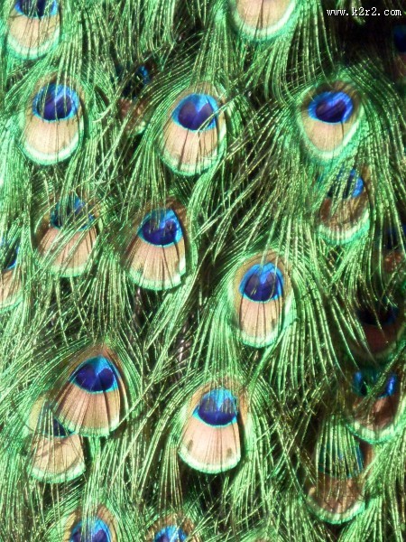 光鲜的孔雀羽毛图片大全