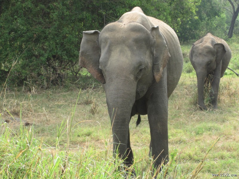 野生大象图片大全