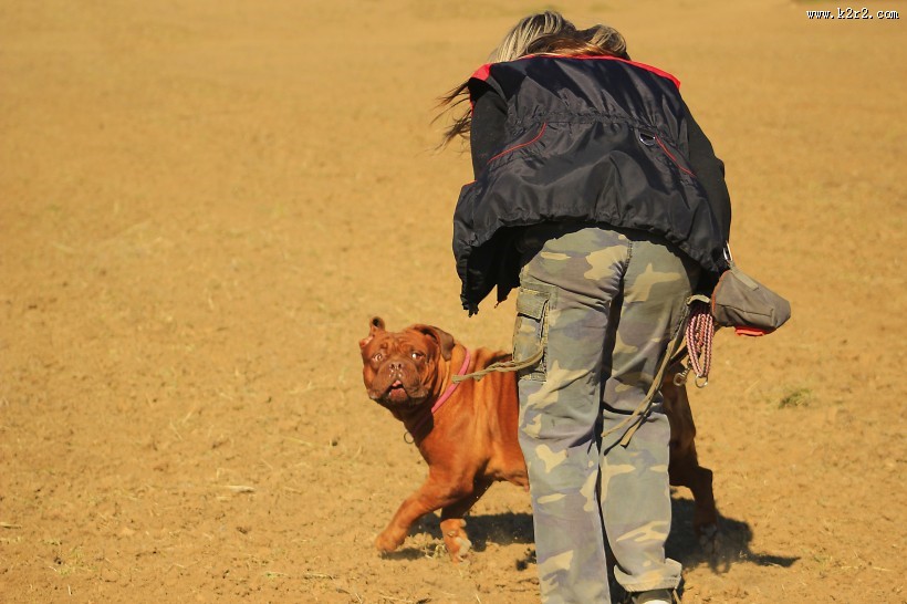 波尔多犬图片大全