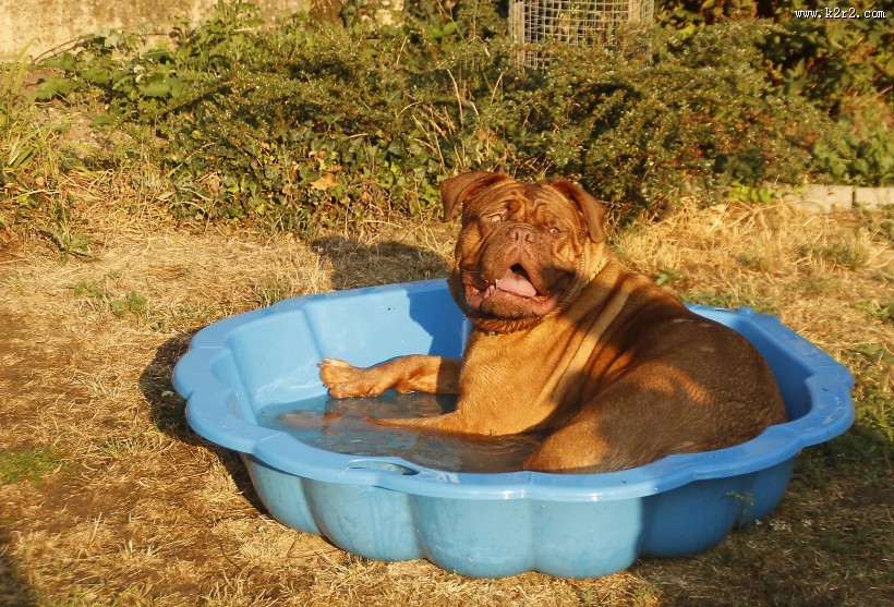 波尔多犬图片大全