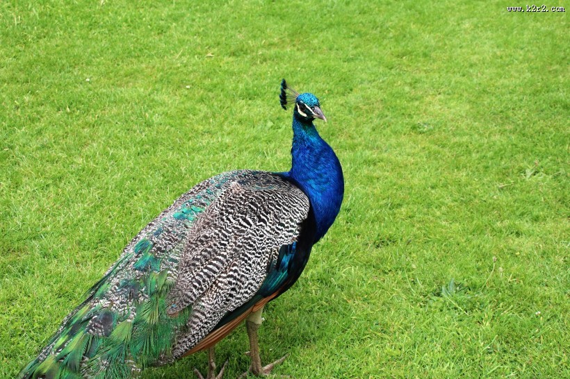 一只美丽的孔雀图片大全