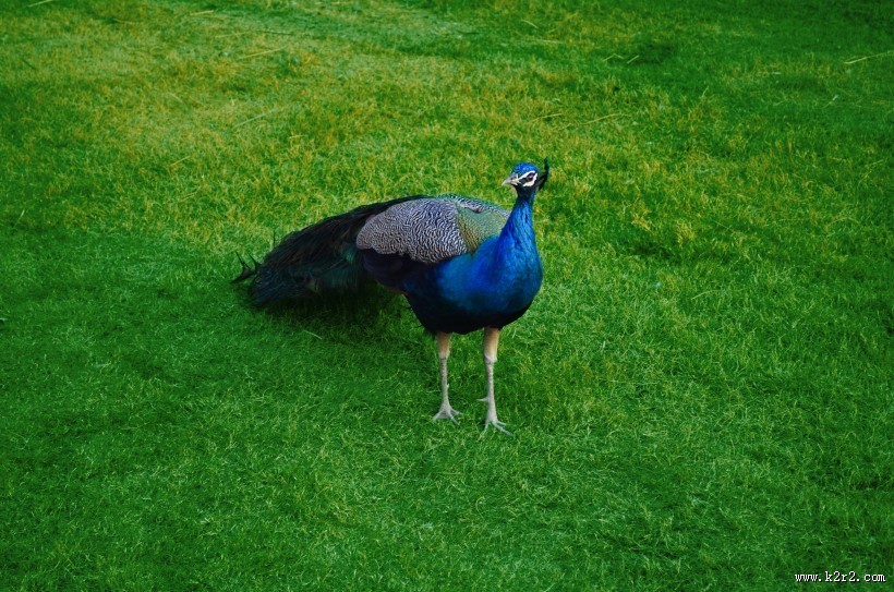 一只美丽的孔雀图片大全