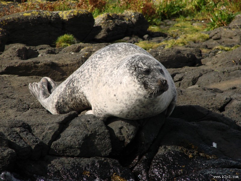 呆萌的海狮图片