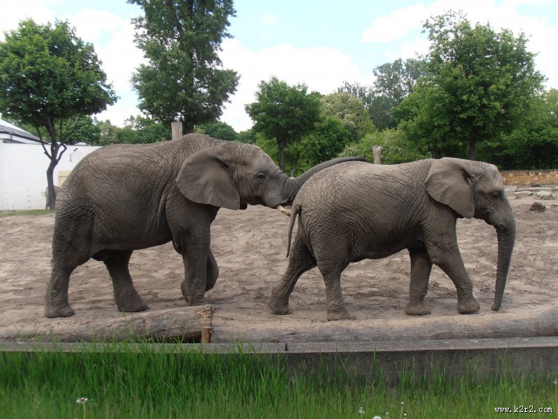 两头大象高清图片大全