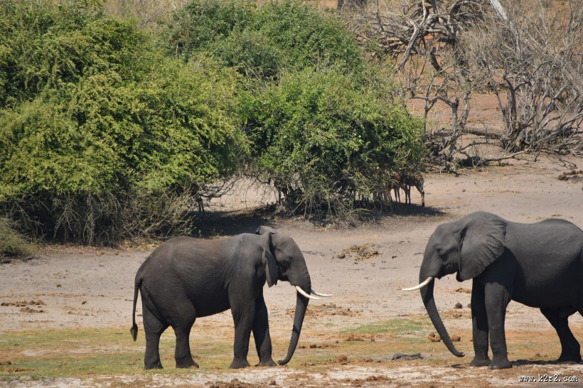 两头大象高清图片大全