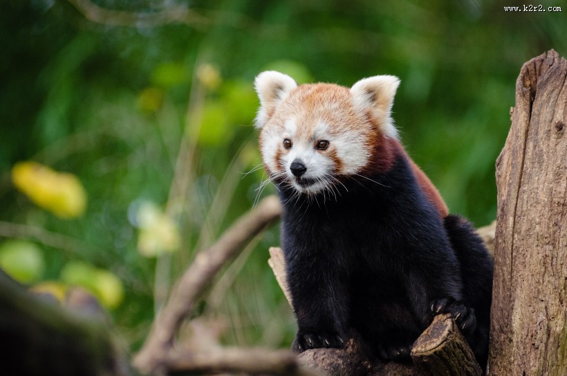 野生的小熊猫图片