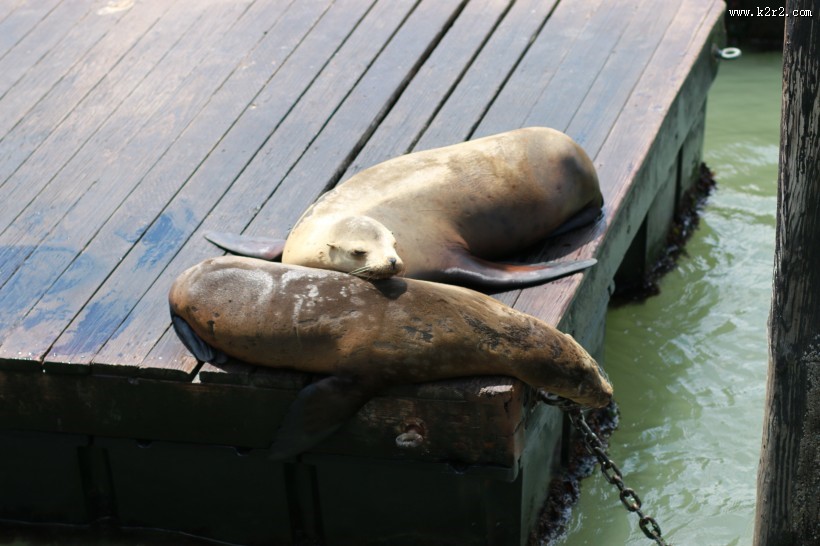 一只可爱的海狮图片大全