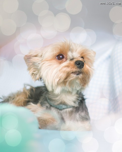 一只可爱的狗图片