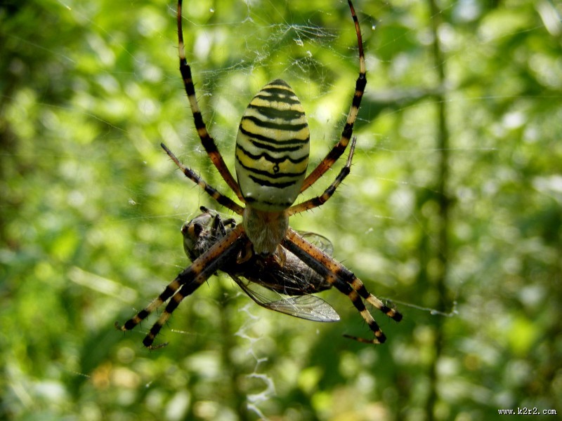 一只蜘蛛高清图片
