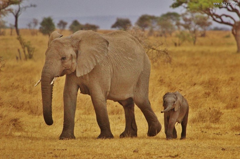 走在一起的大象和小象图片大全