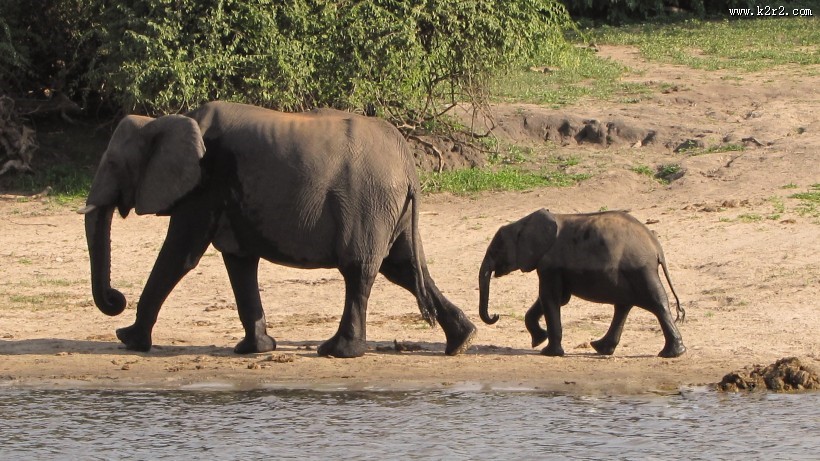 走在一起的大象和小象图片大全